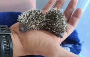 Two very young hedgehogs with short, light-colored spines lie next to each other in the open hand of a person, while a blue cloth can be seen in the background.