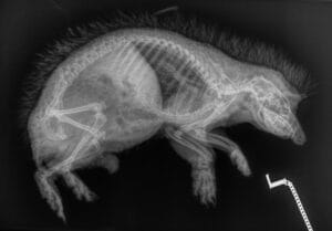 A lateral X-ray of an adult hedgehog, taken at the hedgehog station. The skeleton with ribs, spine and skull are clearly visible. Such examinations help Igel-Hilfe Schweiz to quickly identify and treat internal injuries or illnesses.