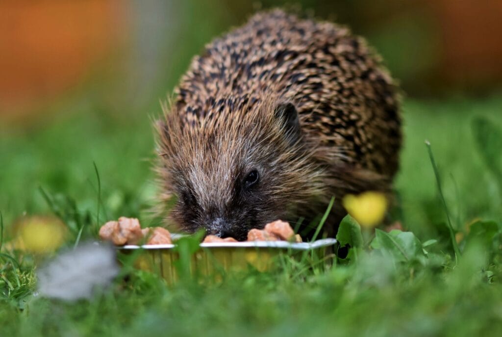A brown-grey hedgehog eats from a small food tin with meaty bits in the middle of grass, while the background remains blurred.